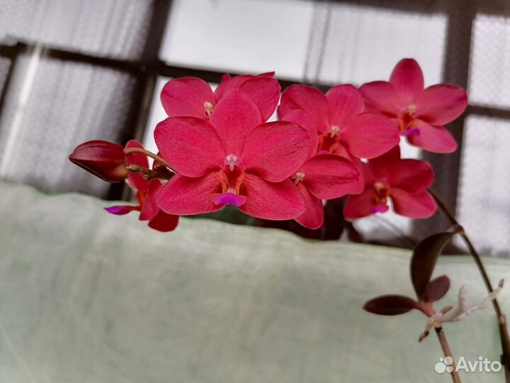 Phal. Buddha's Treasure. Орхидея фаленопсис