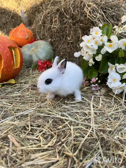 Кролики карликовые