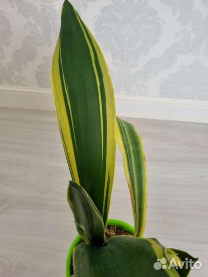 Домашние растения Сансевьерии