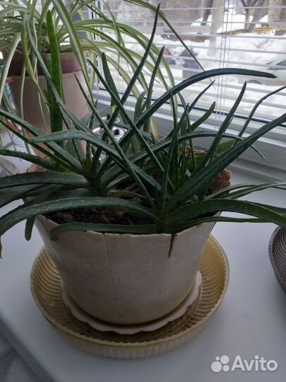 Алоэ,золотой ус