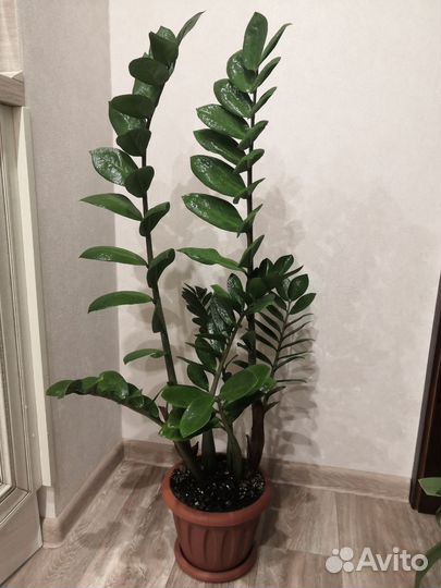 Замиокулькас