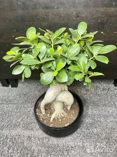 Дерево фикус бонсай комнатное растение