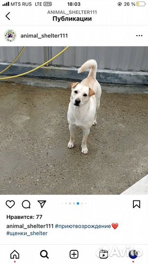Собачули из приюта лазаревское. Доставка