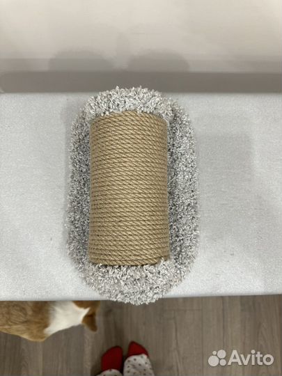 Когтеточка