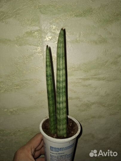 Антуриум оранжевый