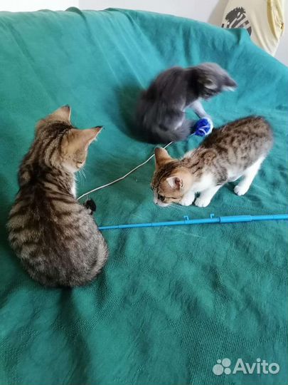 Кошечки лапочки