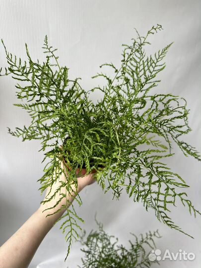 Папоротник комнатный