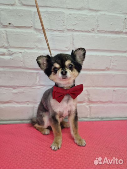 Груминг, стрижка собак