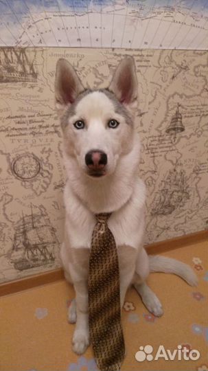 Вязка Хаски
