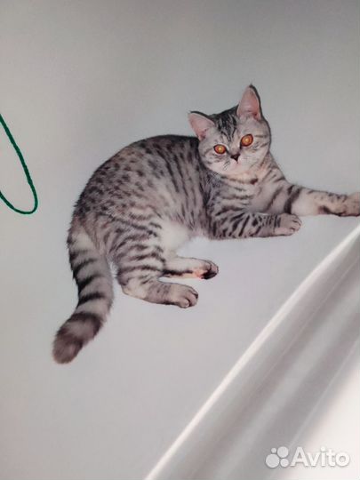 Кошка на вязку