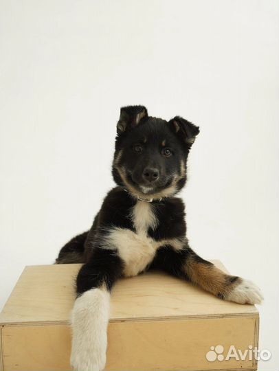 Щенок девочка