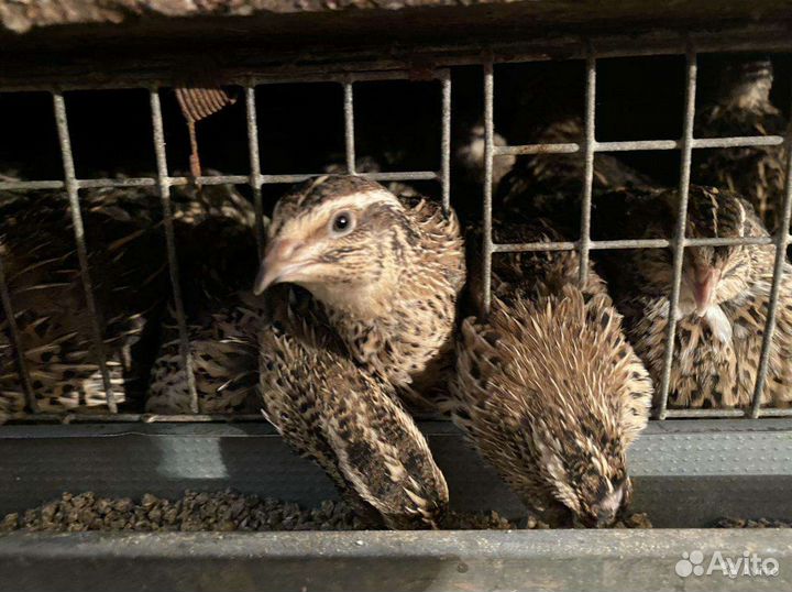 Яйца перепелок эстонские,инкубационное