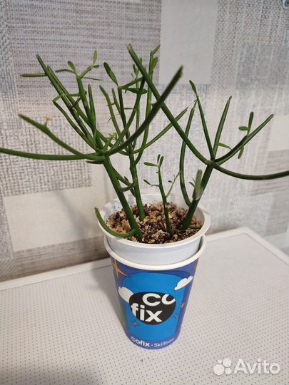 Молочай тирукалли, хатиора