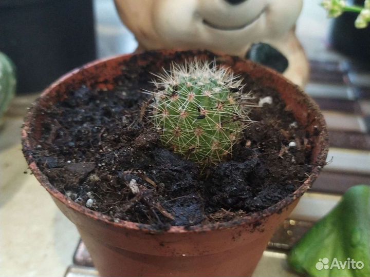 Кактусы и сансеверия