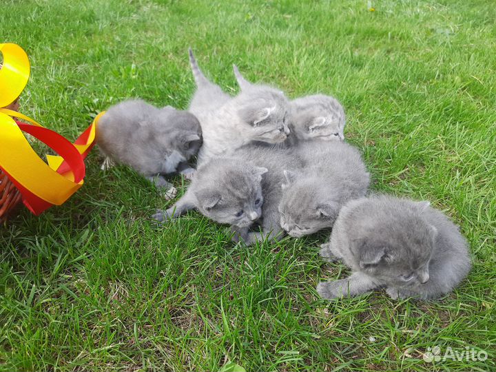 Британские котята