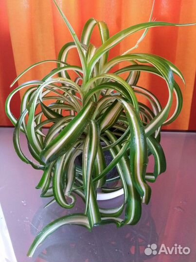 Хлорофитум Бонни кудрявый