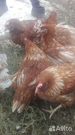 Куры несушки