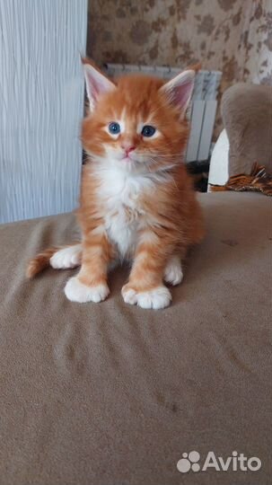 Котята мейн-кун полидакт