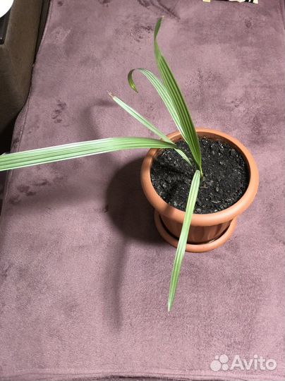 Финиковая пальма