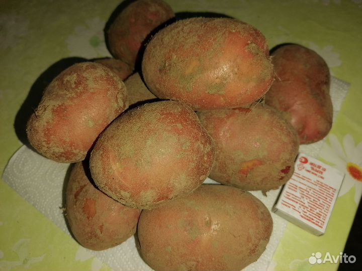 Деревенский картофель урожай 2023 года