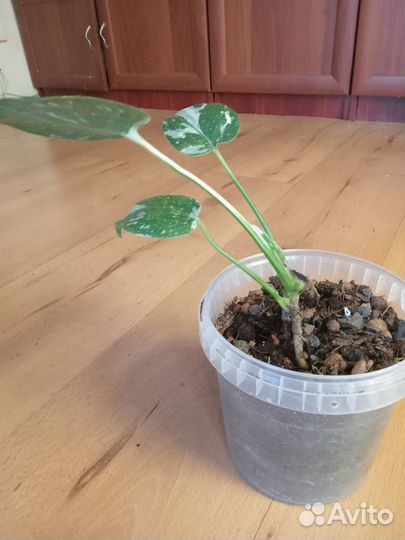 Монстера Тайское созвездие