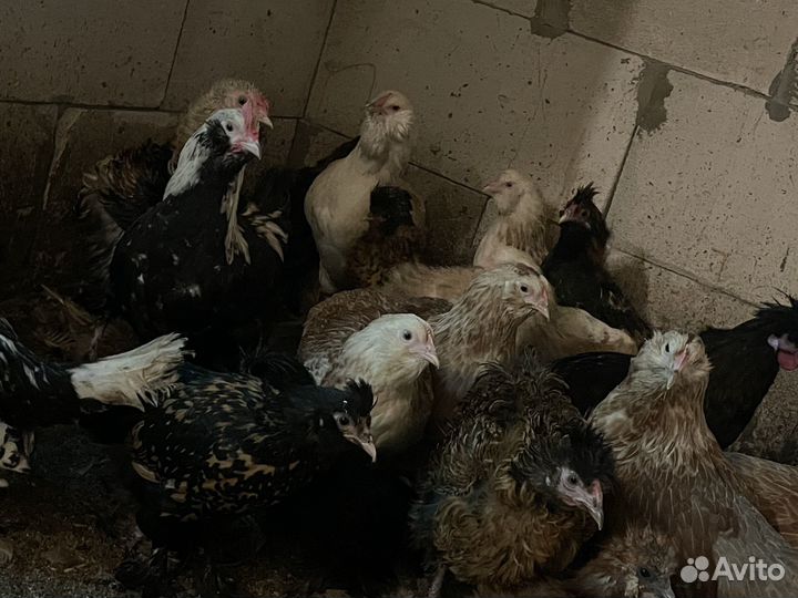 Куры молодки