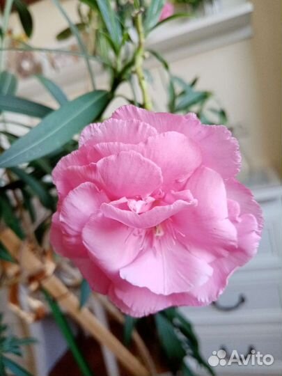 Олеандр и фикус