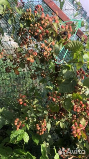 Саженцы ежевики