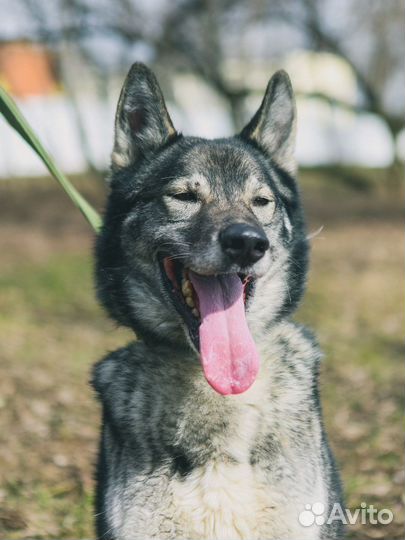 Классный пёс из приюта в поиске дома и семьи