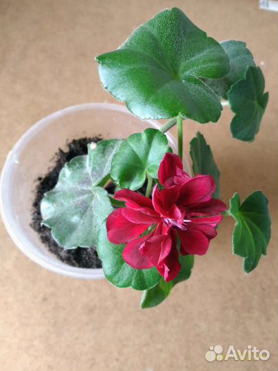 Пеларгония герань