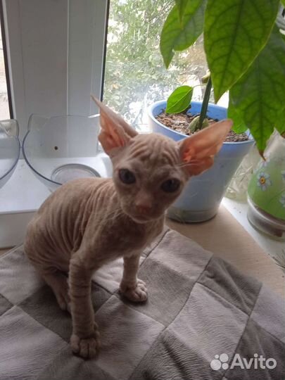 Канадский сфинкс, котик