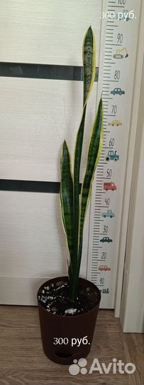 Комнатные растения