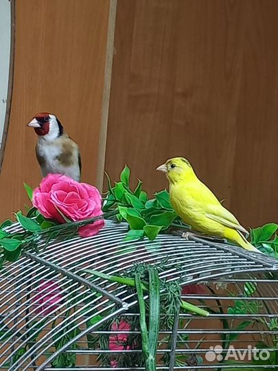 Канарейка