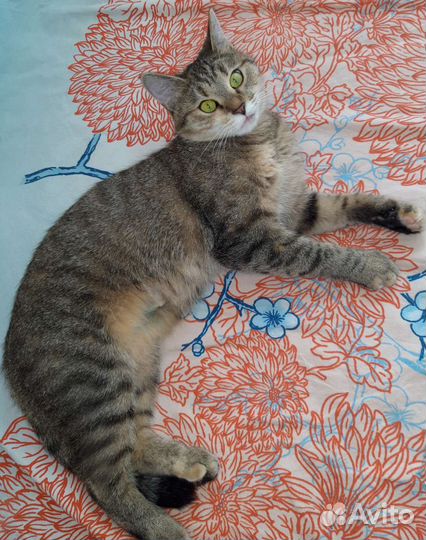 Кошка Боня в добрые руки, бесплатно