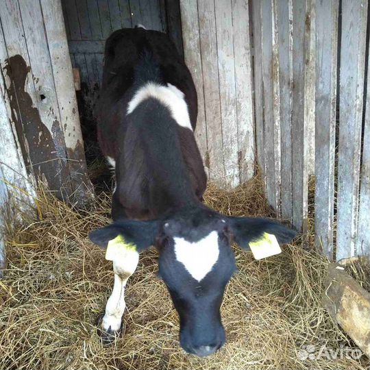 Бычки телки продажа