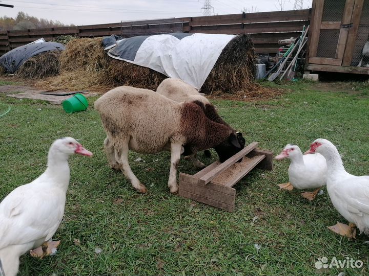 Баран дорпер