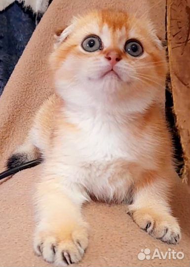 Котик шотландец