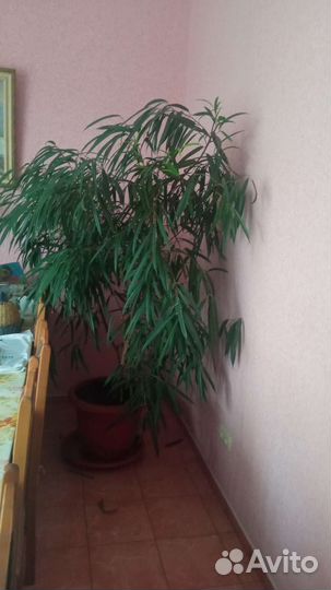 Комнатные растения