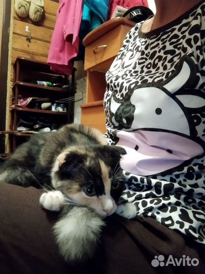 Отдам даром кошку