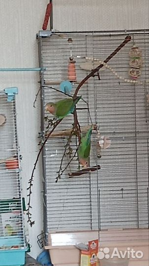 Попугай неразлучники