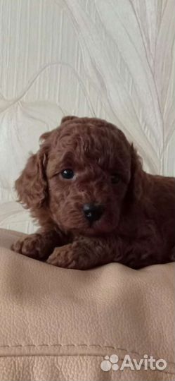 Той-пудель девочка