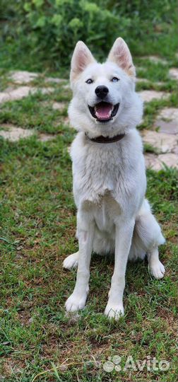 Аляска в добрые руки