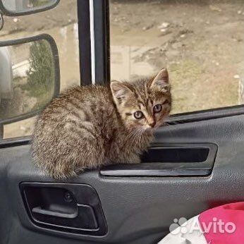 Котенок