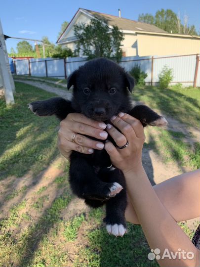 Щенки даром в добрые руки