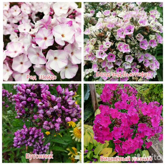 Флоксы сортовые