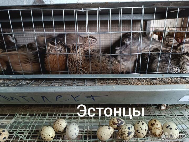 Инкубационное яйцо перепелов