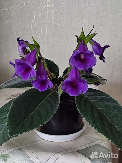 Глоксиния тидея