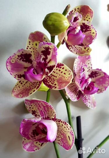 Орхидея фаленопсис Фронтера-бабочка