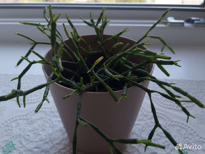 Кактусы и суккуленты