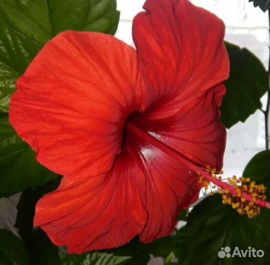 Китайская роза, гибискус